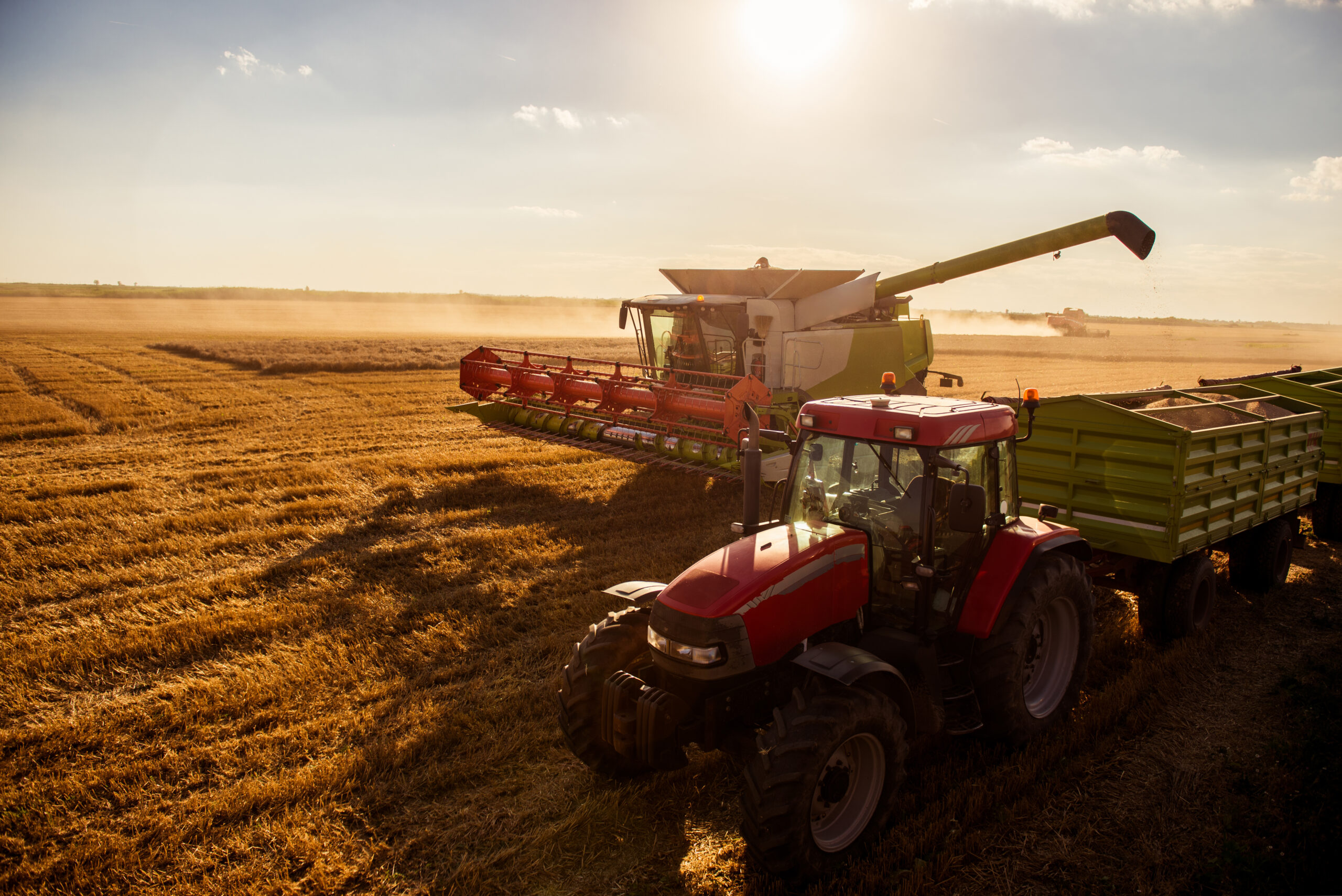 Combine harvesting the wheat on the sunset.